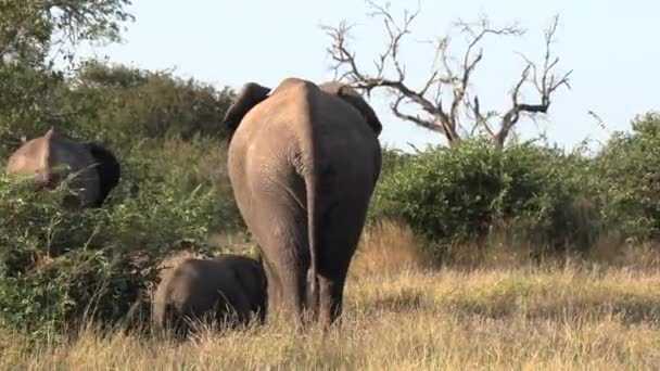 Female Elephant Followed Tiny Calf Gimbal Zoom — Stok Video