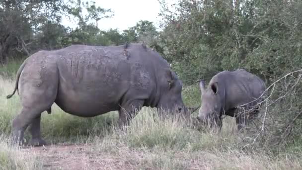 Gimbal Shot Female White Rhino Grazing Calf Wild — Vídeo de stock