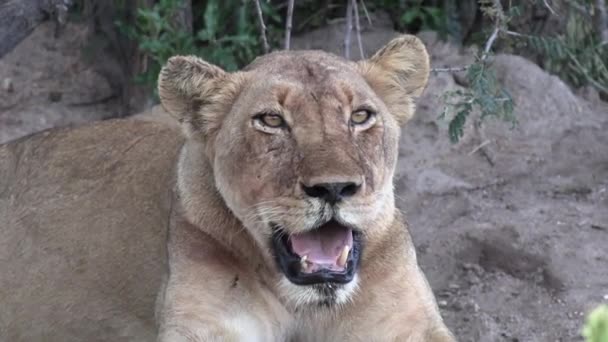 Close Shot Lioness Panting Wild Gimbal — ストック動画
