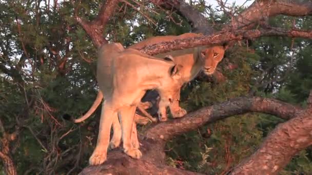 Beautiful Sunset Landscape Lionesses Fallen Tree Gimbal Zoom Out — Vídeo de Stock