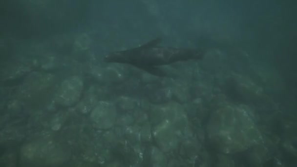 Close Underwater View Sea Lion Marine Mammal Swimming National Park — Stock videók