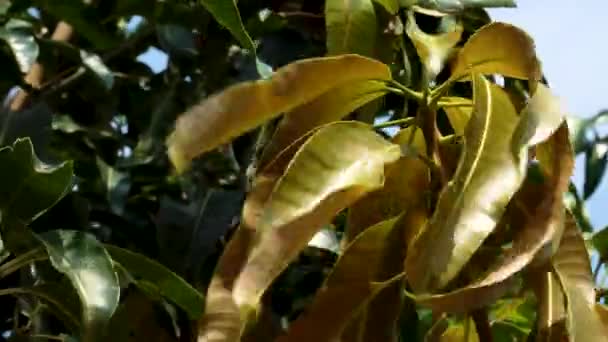Close Shot Waving Leaves Mango Tree Sunlight Blue Sky Backdrop — Wideo stockowe