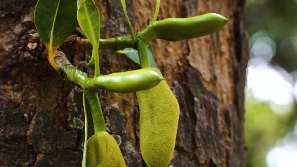 Close Shot Baby Jackfruit Growing Tropical Forest Vietnam Sunny Day — 비디오