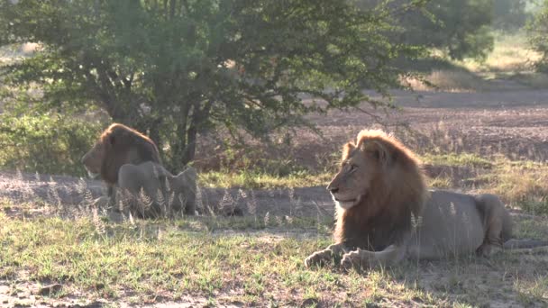 Savanne Landschap Met Mannelijke Leeuwen Die Rusten Tegen Ochtendzon Statisch — Stockvideo
