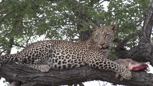 Close Leopard Scrub Hare Kill Top Tree Static — Stockvideo