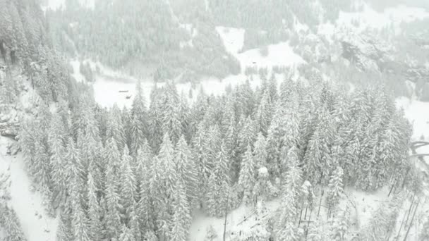 Aerial Snow Covered Pine Trees Overlooking Large Valley — Video Stock
