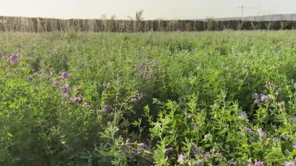 Alfalfa Field Irrigation Sunny Day Crop Watering Ground Sprinklers — Vídeos de Stock