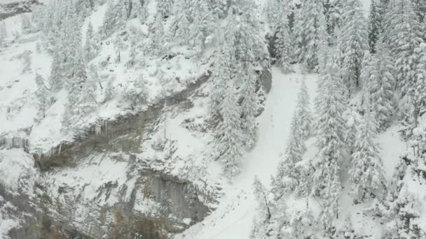 Aerial Snow Covered Tree Mountain Ridge — ストック動画