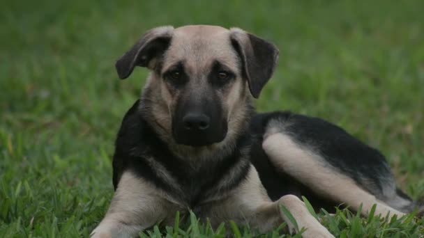 Dog Laying Green Grass Looking Mixed Breed Outdoors Still Shot — Stok video