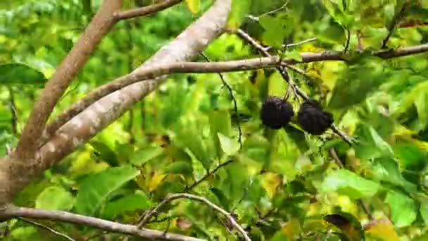 Екзотична Згущувач Яблук Барвистих Єтнамських Джунглях — стокове відео