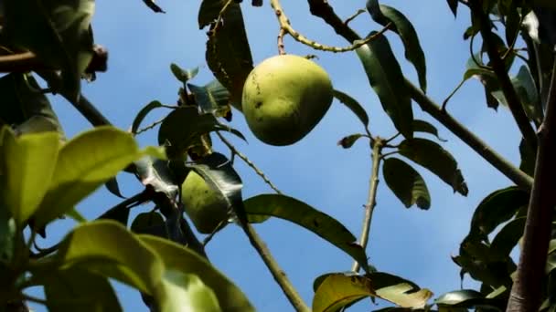 Mango Hanging Tree Shot Sunny Blue Sky Vietnam — Vídeos de Stock