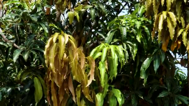 Colourful Leaves Mango Tree Vietnam — Vídeo de stock