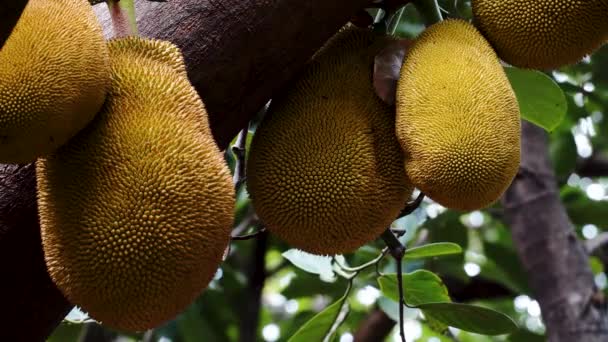 Yellow Jackfruit Hanging Tree Vietnam — Stok Video