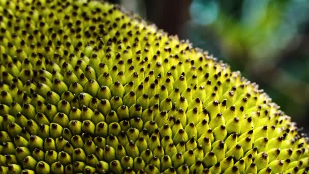 Closeup Beautiful Exotic Jackfruit Spikes Shot Vietnam — Stock video