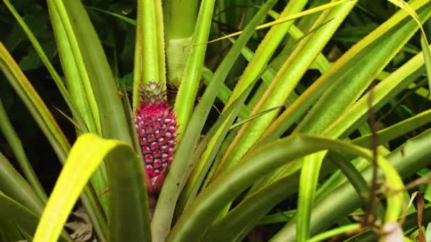 Bright Red Pineapple Plant Vietnamese Jungle — Vídeo de Stock