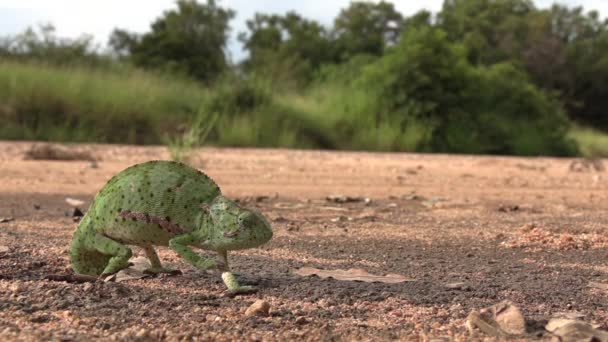 Scene Immobile Flap Necked Chameleon Just Watching Static Shallow Focus — Stock videók