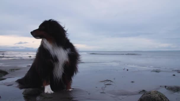 Beautiful Dog Sitting Beach Hair Blowing Wind — 图库视频影像