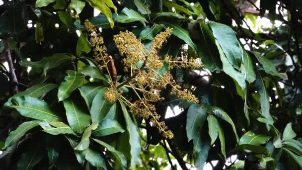Exotic Mango Flowers Blooming Vietnam Jungle — Stockvideo