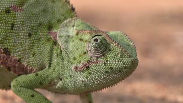 Close Flap Necked Chameleon Natural Sand Background Profile View Chameleon — Stockvideo
