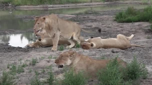 Pride Lions Resting Together Edge Waterhole Africa — Vídeo de Stock