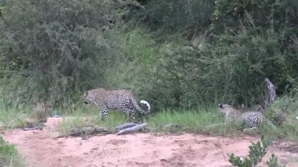 Frisky Leopard Cub Chases Jumps His Mother Wide Shot African — Video