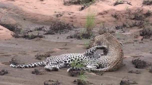Beautiful Interaction Mother Leopard Her Older Cub Greet Groom Eachother — Vídeo de Stock