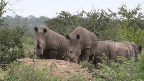 Peaceful African Animal Portrait Southern White Rhino Looking Camera — Wideo stockowe