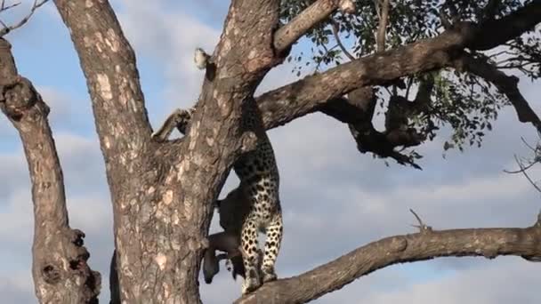 Leopard Shows Its Agility Climbs Tree Leaps Ground All Carcass — Vídeos de Stock