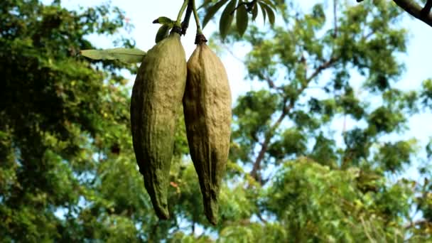 Hanging Bng Silk Cotton Tree Vietnamese Jungle — Vídeo de Stock