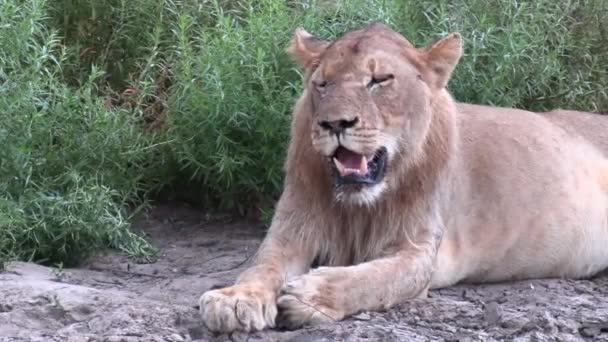 Close Young Male Lion Scars His Face Lays Nap Hot — Vídeo de stock