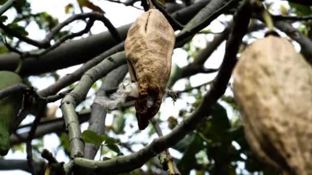 Close Shot Silk Cotton Tree Hanging Fruits Bright Sky — Wideo stockowe