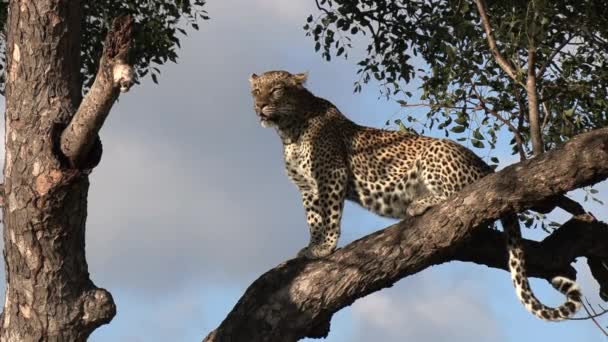 Adult Leopard Sits Perched Tree Heat Day African Wilderness — 图库视频影像