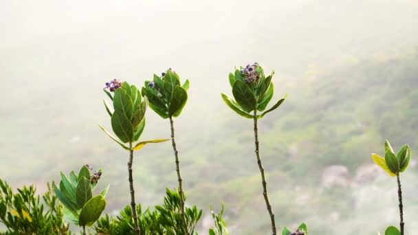 Tropical Purple Calotropis Flowers Long Stems Waving Wind Hazy Day — 비디오