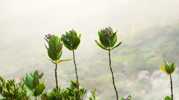 Tropische Paarse Calotropis Bloemen Lange Stengels Zwaaien Wind Wazige Dag — Stockvideo