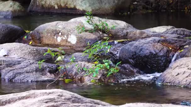 Pristine Stream Restful Scenery Crystal Clear Water Flowing Rocks — Stock videók