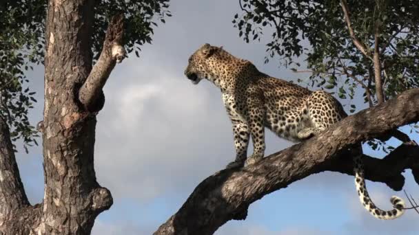 Leopard Panting While Perched Tree Hot Daytime Sun Stretches Climbs — Stockvideo