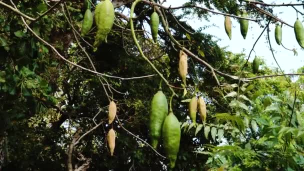 Close Shot Silk Cotton Tree Growing Cotton Seed Pods Sunny — Stock videók