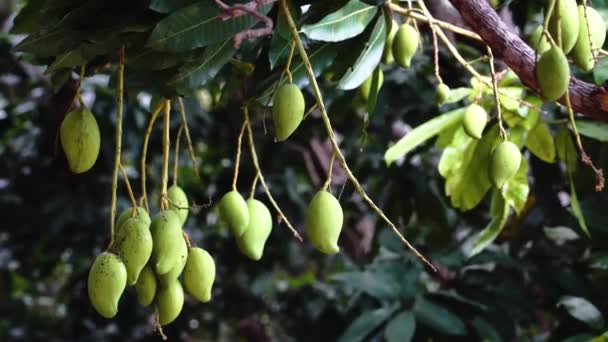 Green Mangoes Hanging Mango Tree Vietnam Locked — Wideo stockowe