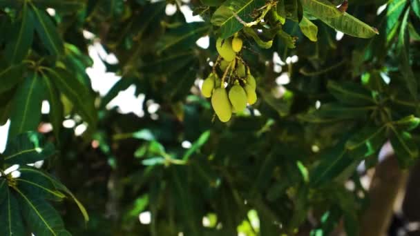Ένα Μάτσο Πράσινα Μάνγκο Κρέμονται Από Ένα Δέντρο Μάνγκο Στο — Αρχείο Βίντεο