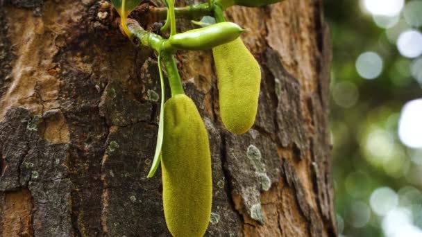 Static Shot Small Unripe Jack Fruit Jackfruit Hanging Jack Tree — Stock video