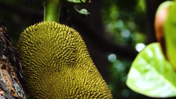 Close Jackfruit Growing Tree Vinh Vietnam Tilt — Vídeo de stock