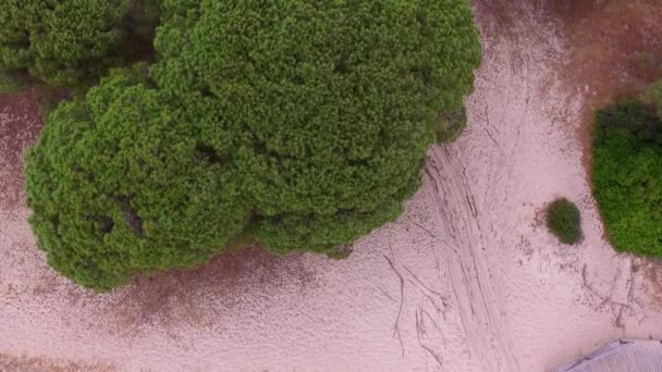 Aerial View Some Tree Tops Dry Land Fine White Sands — Stok video