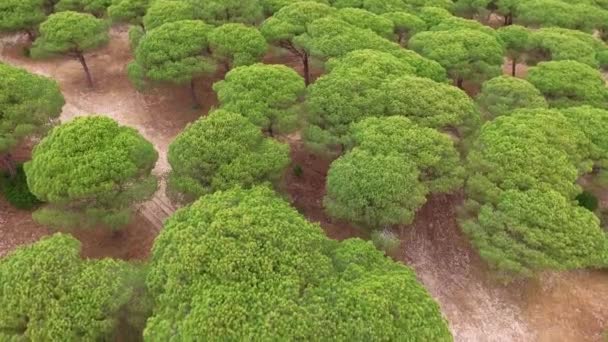 Aerial View Some Tree Tops Dry Land Fine White Sands — Wideo stockowe