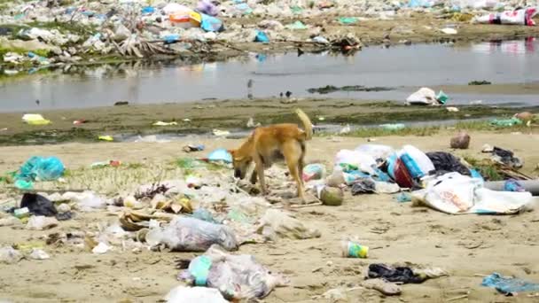 Street Dog Searching Food Garbage Left River Son Hai Vietnam — Stockvideo