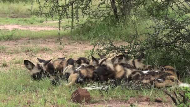 Μια Ομάδα Αφρικανικών Άγριων Σκύλων Που Αναπαύονται Μαζί Κάτω Από — Αρχείο Βίντεο