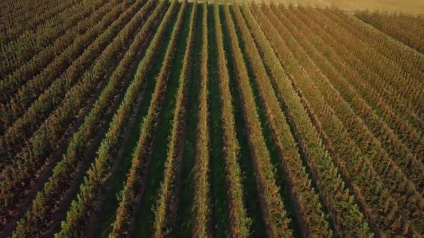 Снимок Беспилотника Летящего Назад Поднимающегося Виноградник Сельской Местности Кента — стоковое видео