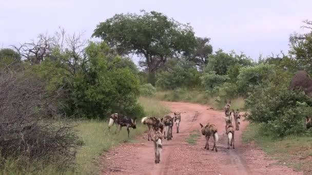 Pack African Wild Dogs Also Know Painted Dogs Cape Dogs — Wideo stockowe