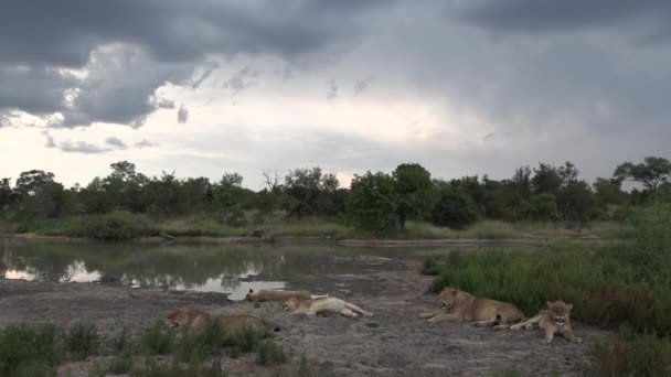 Beautiful African Wildlife Scene Pride Lions Rest Next Waterhole Rainy — Video Stock