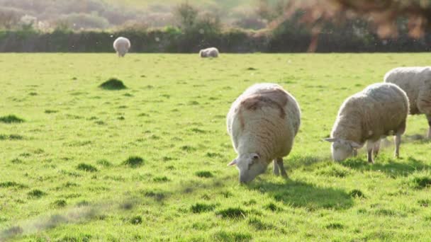 Herd Sheep Grazing Green Grass Pasture Warm Sunset Wide Shot — Stockvideo