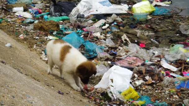 Homeless Pet Dog Found Food Human Waste Garbage Dumps — 图库视频影像